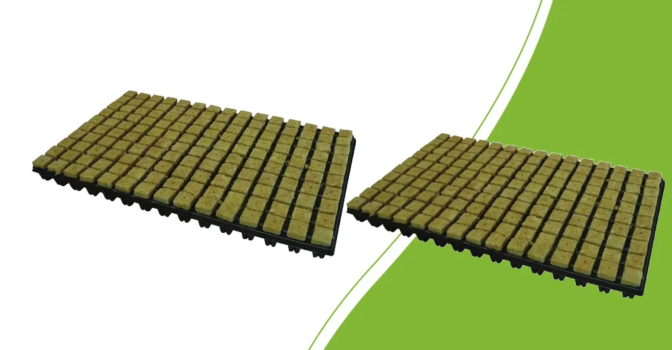 Grodan SBS and Cultilene stone wool propagation plugs in trays on a green background